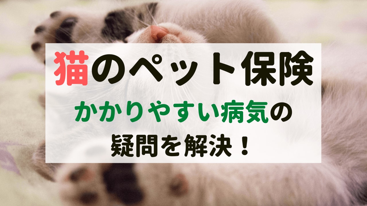 猫のペット保険｜対象外は？病気でも加入できる？｜ペット保険のトリセツ